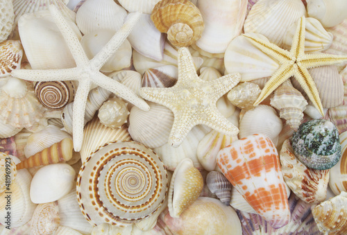 Seashell background, lots of amazing sea shells and starfishes
