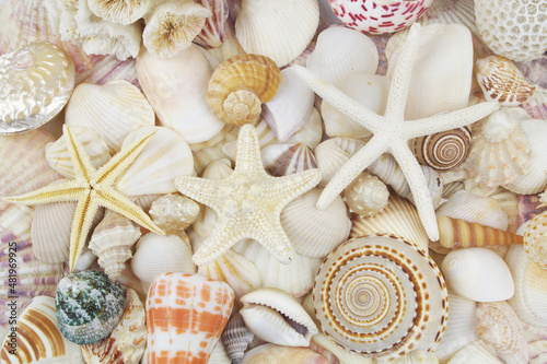 Seashells and starfishes