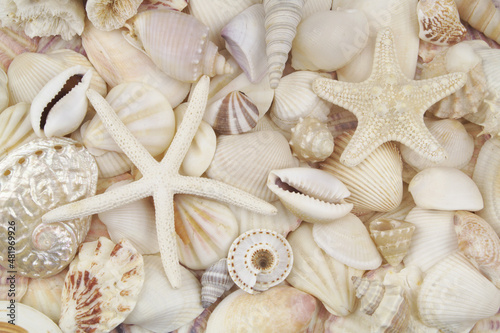 Seashells background with starfishes