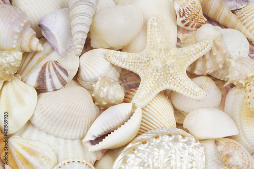 Starfish and many seashells close up