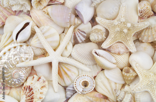 Many tropical seashells and starfishes