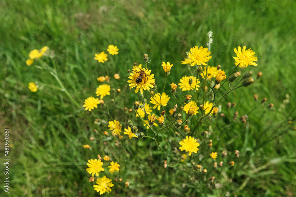 bright yellow flowers on a meadow being pollinated by bees bright yellow flowers on a meadow being pollinated by bees