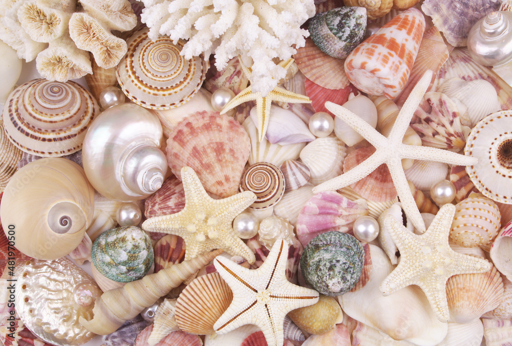 Colorful seashells, coral, starfishes and pearls as background