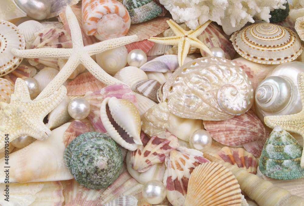 Many seashells and starfishes with pearls Many seashells and starfishes with pearls