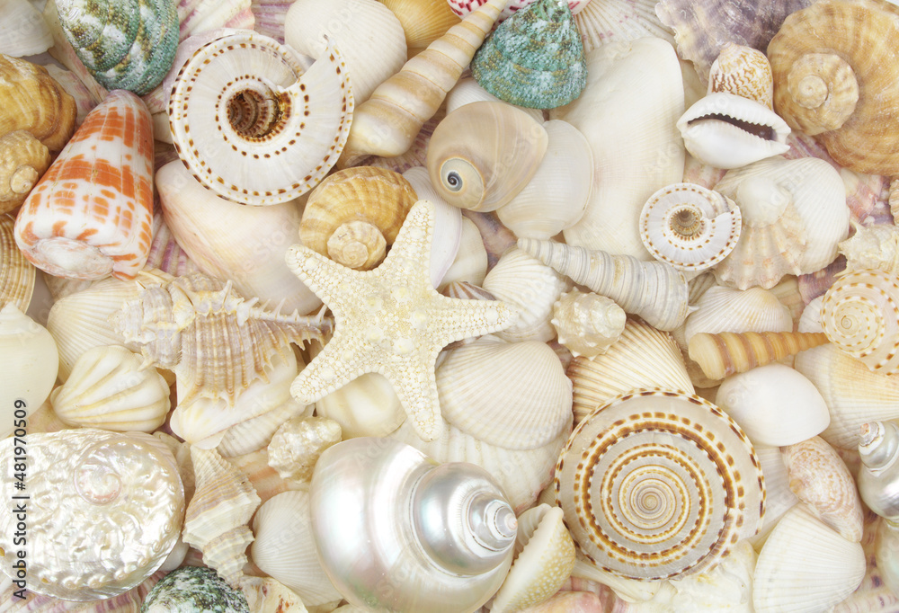 Seashells background, lots of amazing seashells and starfish
