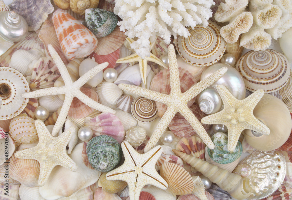 Seashells, pearls and starfishes as background Seashells, pearls and starfishes as background