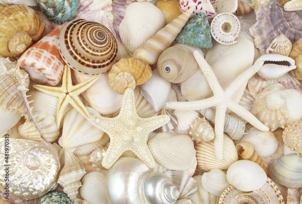 Starfishes and sea shells background, lots of amazing seashells and starfishes mixed together Starfishes and sea shells background, lots of amazing seashells and starfishes mixed together