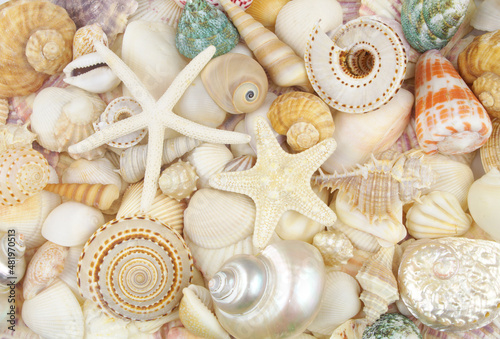 Starfishes and colorful seashells as pattern