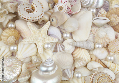 Tropical seashells with pearl and starfish close up