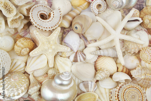 Lots of amazing seashells and starfishes background