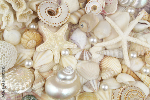 Seashells, pearls and starfishes background. Marine life and sea bottom theme.