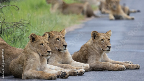 a large pride of lions in the road  Kruger national park.
