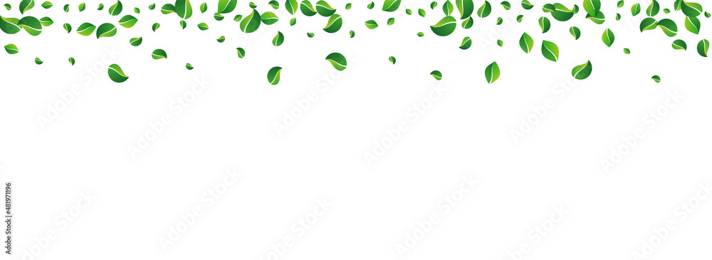Grassy Leaf Transparent Vector Panoramic White Grassy Leaf Transparent Vector Panoramic White