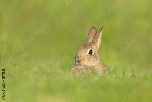 Close up of a cute little rabbit sitting in grass in spring © giedriius