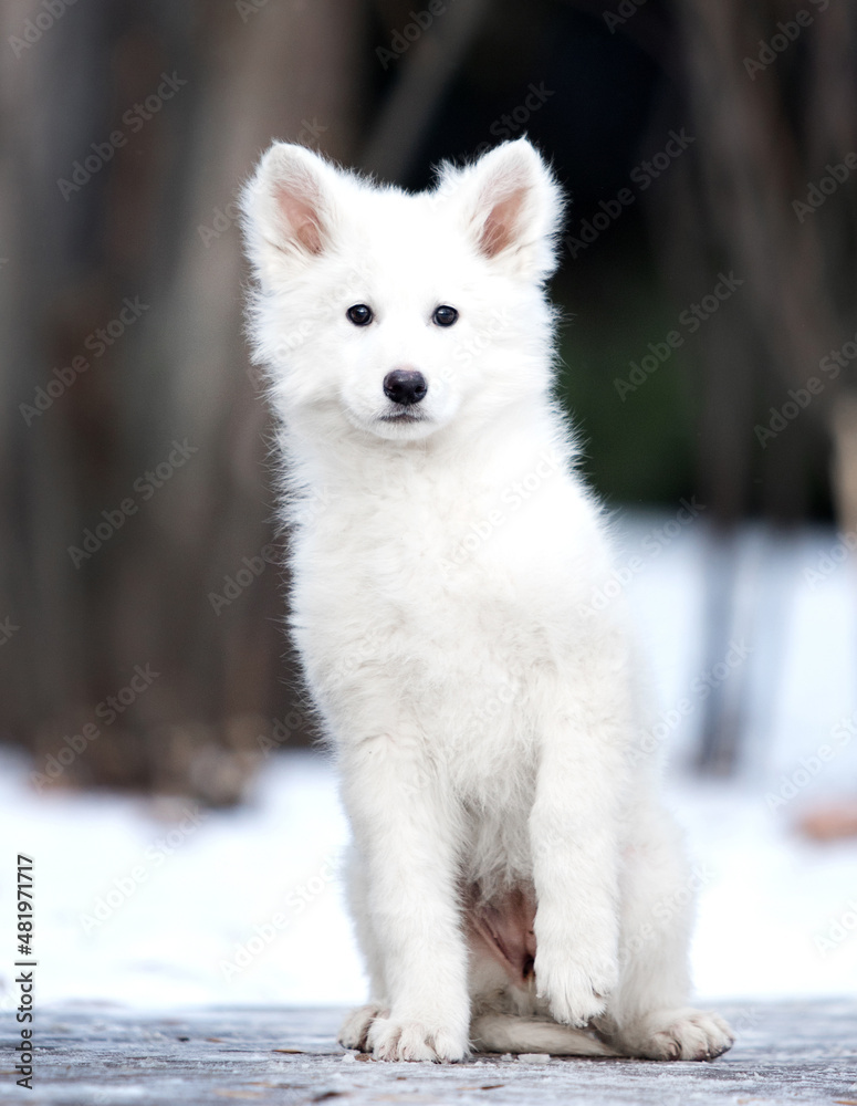 Fototapeta premium white puppy on a winter walk