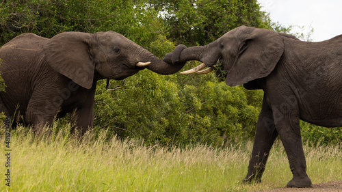 African elephants greeting in the bush