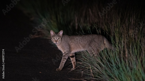 Canvas Print African wild cat at night time