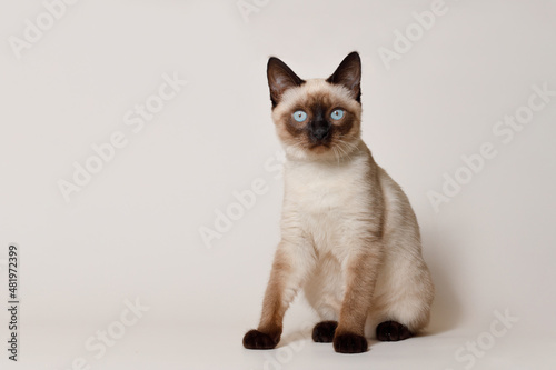Birman kitten with beautiful blue eyes. Pets concept. Satisfied fluffy regdoll cat lies on gray background. Cat for advertising tape. Playful pet close-up. © KDdesignphoto