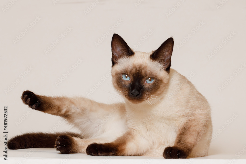 Birman kitten with beautiful blue eyes. Pets and lifestyle concept. Lovely fluffy regdoll cat on gray background.