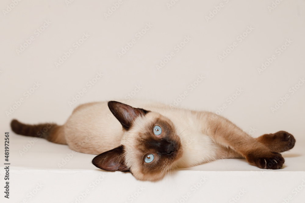 Birman kitten with beautiful blue eyes. Pets concept. Satisfied fluffy regdoll cat lies on gray background. Cat for advertising tape. Playful pet close-up.