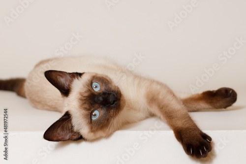 Birman kitten with beautiful blue eyes. Pets and lifestyle concept. Lovely fluffy regdoll cat on gray background. photo