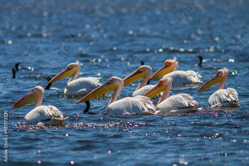 Rosapelikan (Pelecanus onocrotalus) photo