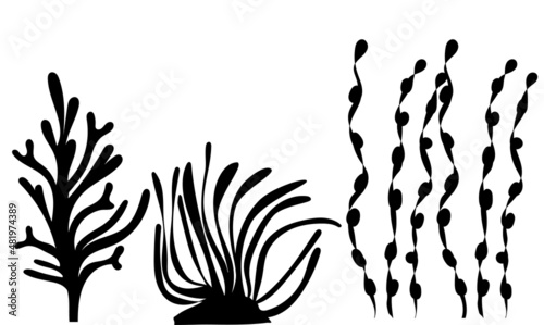 algae silhouette, on white background, vector, isolated