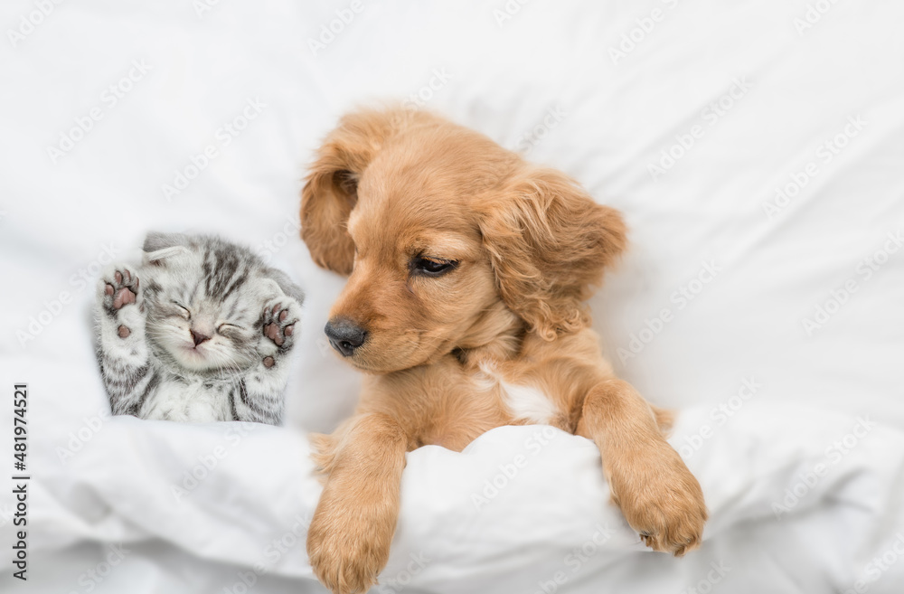 Cozy English Cocker spaniel puppy and tiny tabby kitten sleep together under white warm blanket on a bed at home. Top down view Cozy English Cocker spaniel puppy and tiny tabby kitten sleep together under white warm blanket on a bed at home. Top down view