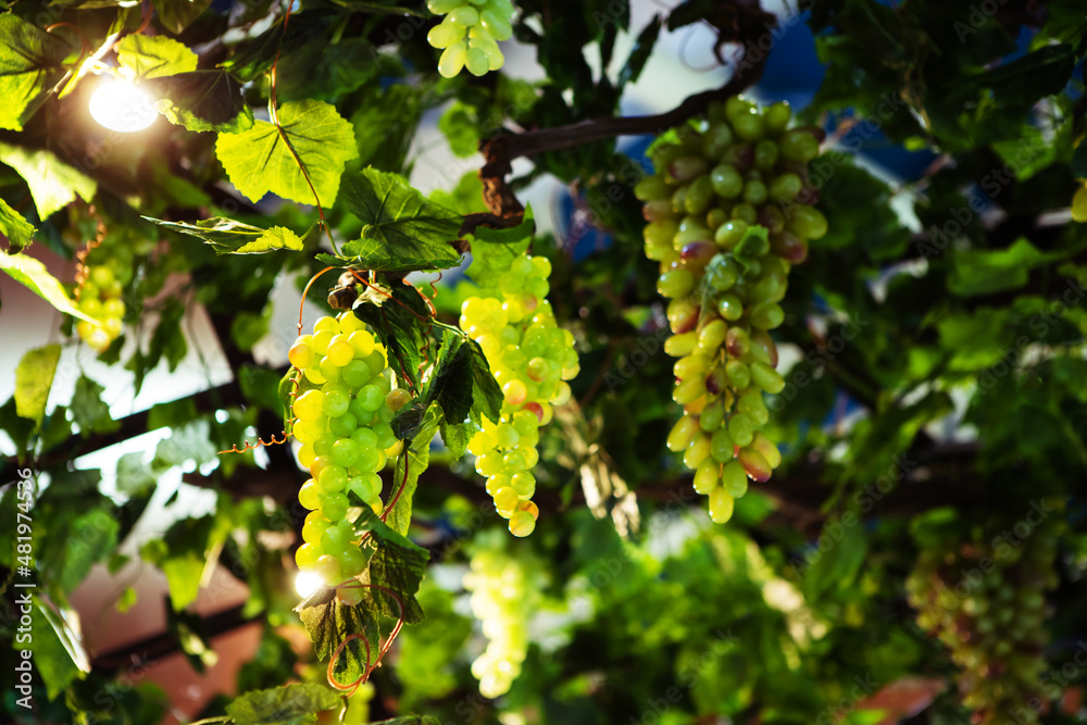 Artificial vine and decorative grape bunches. Selective focus