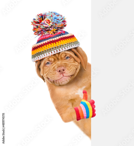 Smiling puppy wearing a warm hat looks from behind empty banner and shows thumbs up gesture. isolated on white background © Ermolaev Alexandr
