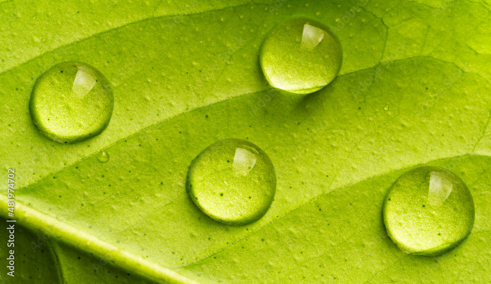Fototapeta premium water drops on a green leaf