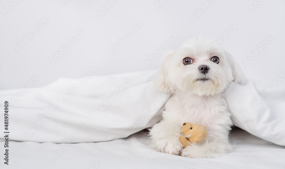 Cute white Maltese puppy hugs favorite toy bear under white warm blanket on a bed at home and looks at camera. Empty space for text Cute white Maltese puppy hugs favorite toy bear under white warm blanket on a bed at home and looks at camera. Empty space for text