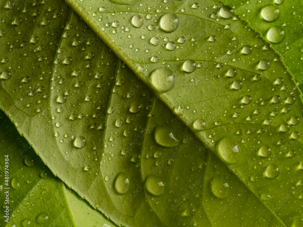 water drops on a green leafs water drops on a green leafs