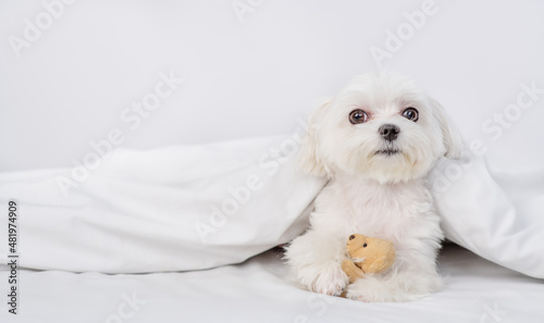 Cute white Maltese puppy hugs favorite toy bear under white warm blanket on a bed at home and looks at camera. Empty space for text