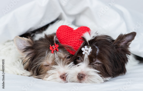 Two sleepy Biewer Yorkshire terrier puppies lying with red heart together under a white blanket on a bed at home