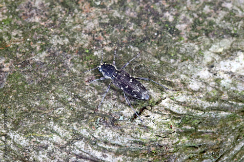 A wood-boring forest insect  the gray tiger longicorn beetle - Xylotrechus rusticus   Family  Cerambycidae.