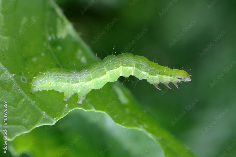 The Silver Y (Autographa gamma) Caterpillar on on a radish damaged leaf. Caterpillars of this owlet moths are pests more than 200 different species of plants including crops. The Silver Y (Autographa gamma) Caterpillar on on a radish damaged leaf. Caterpillars of this owlet moths are pests more than 200 different species of plants including crops.