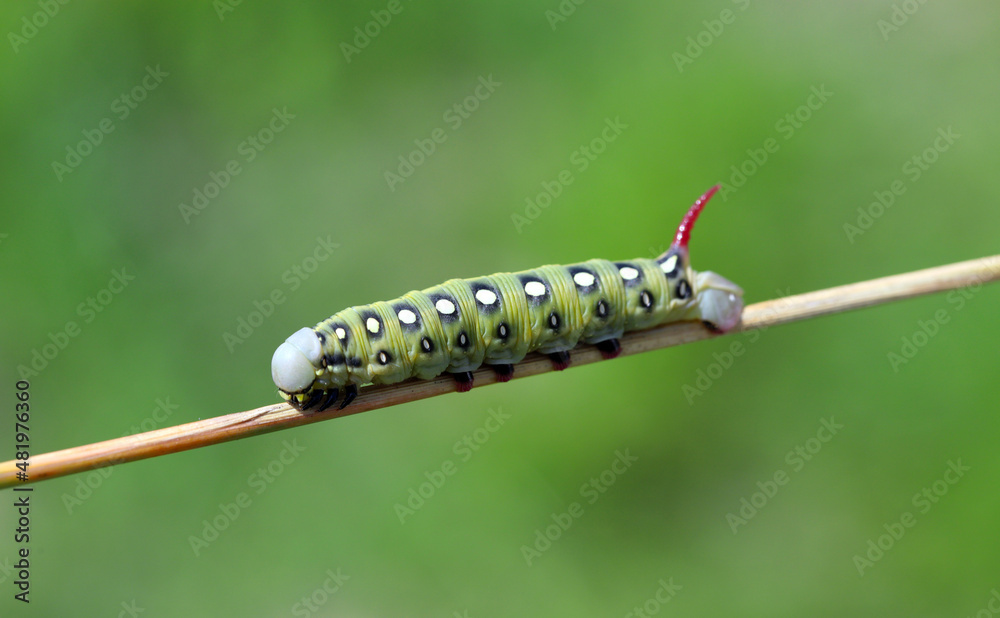 Caterpillar of hawk moth - Hyles gallii on a stalk of grass. Caterpillar of hawk moth - Hyles gallii on a stalk of grass.