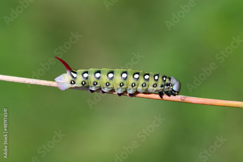 Caterpillar of hawk moth - Hyles gallii on a stalk of grass. photo