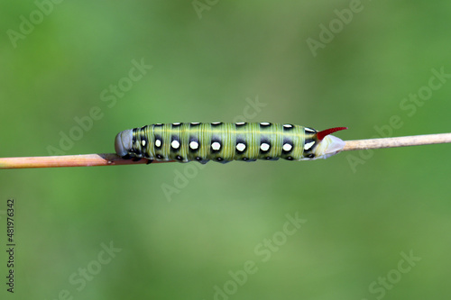 Caterpillar of hawk moth - Hyles gallii on a stalk of grass. photo