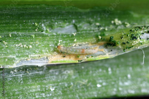 Caterpillars of leek moth or onion leaf miner Acrolepia assectella family Acrolepiidae. It is Invasive species a pest of leek crops. Larvae feed on Allium plants by mining into the leaves or bulbs photo
