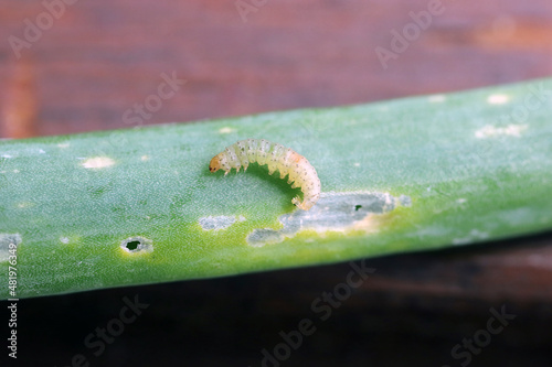 Caterpillars of leek moth or onion leaf miner Acrolepia assectella family Acrolepiidae. It is Invasive species a pest of leek crops. Larvae feed on Allium plants by mining into the leaves or bulbs