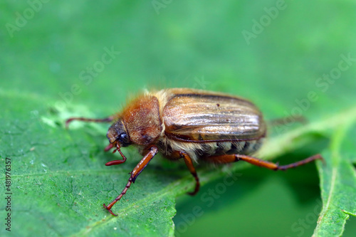 Small June Beetle Amphimallon solstitiale sitting on the damaged plant leaf.