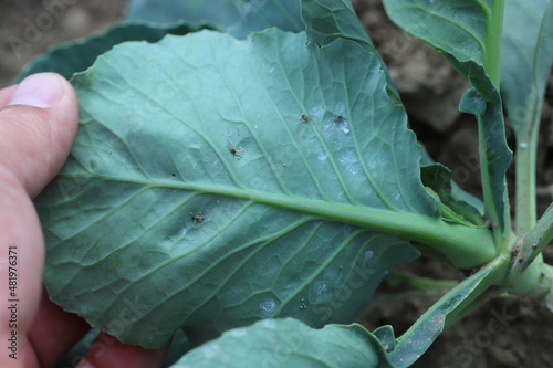 Cabbage aphid colonies (Brevicoryne brassicae) - wingless and winged forms on young cabbage leaves in the garden. photo