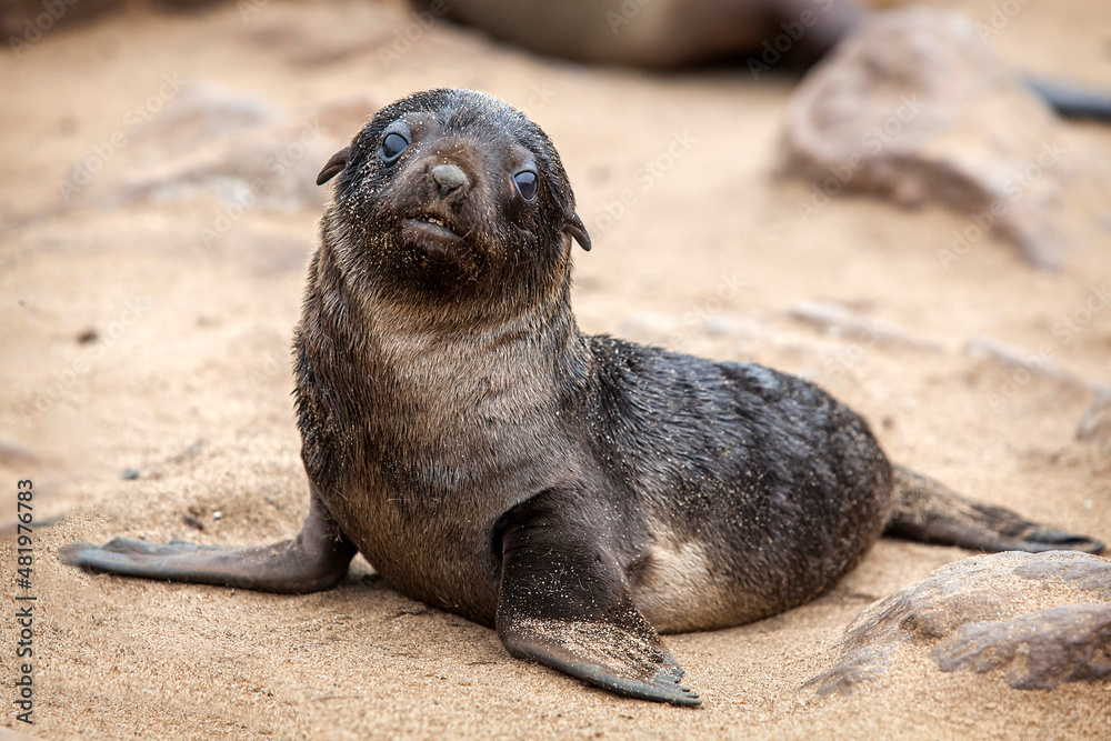 Fototapeta premium Seal Colonies, Cape Cross Seal Reserve in Namibia