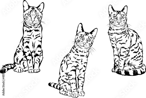 Cat, Bengal cat,  figure, 3 variants of the image, vector, illustration, portrait, illustration, set, white, black, isolated, simple, icon, art, symbol, graphic, drawing