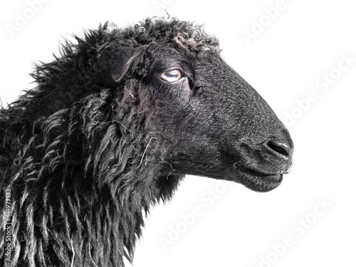 black sheep isolated on white background photo