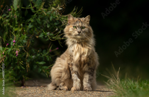 Close up of a long haired domestic cat outdoors in summer.