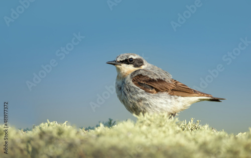 Northern wheatear on a mossy stone against blue background