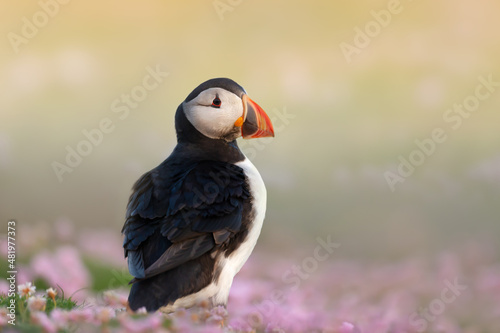Atlantic puffin in pink sea thrift flowers © giedriius